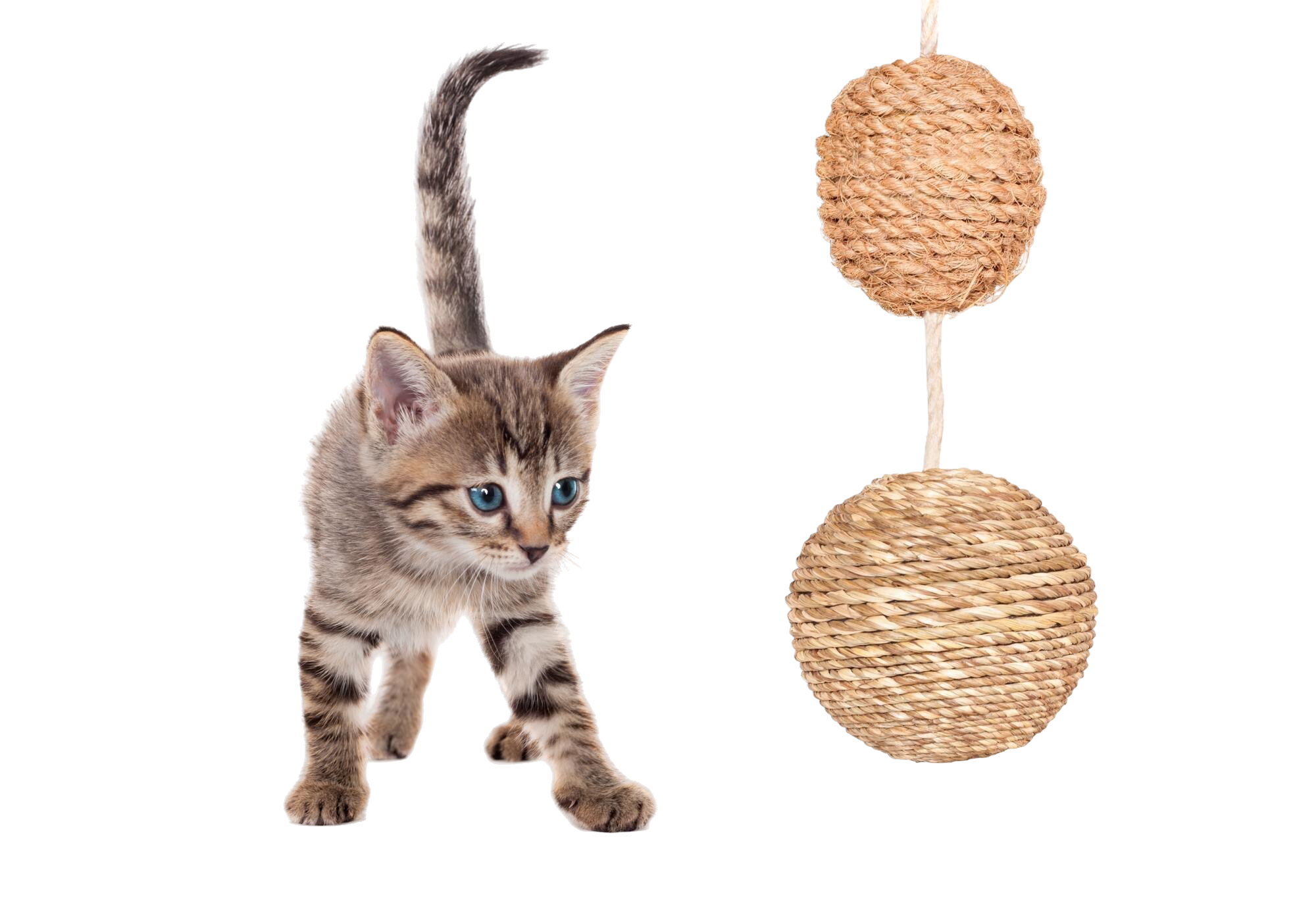 gato-ludico-juguete-contra-fondo-blanco