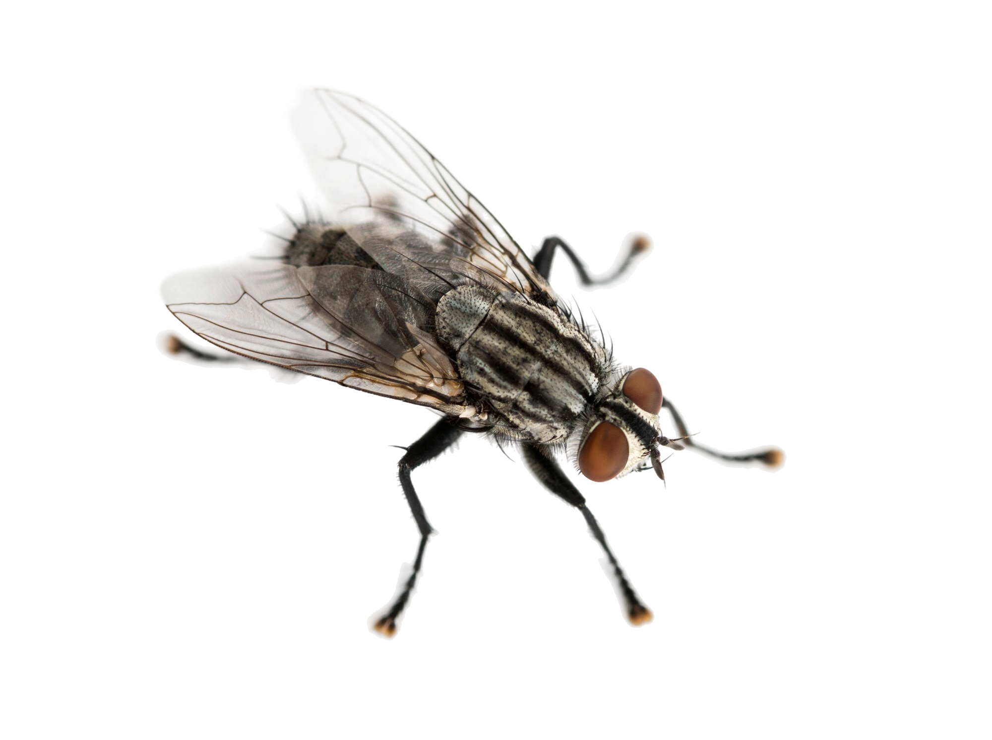 mosca-carne-visto-lo-alto-sarcophagidae-aislado-blanco