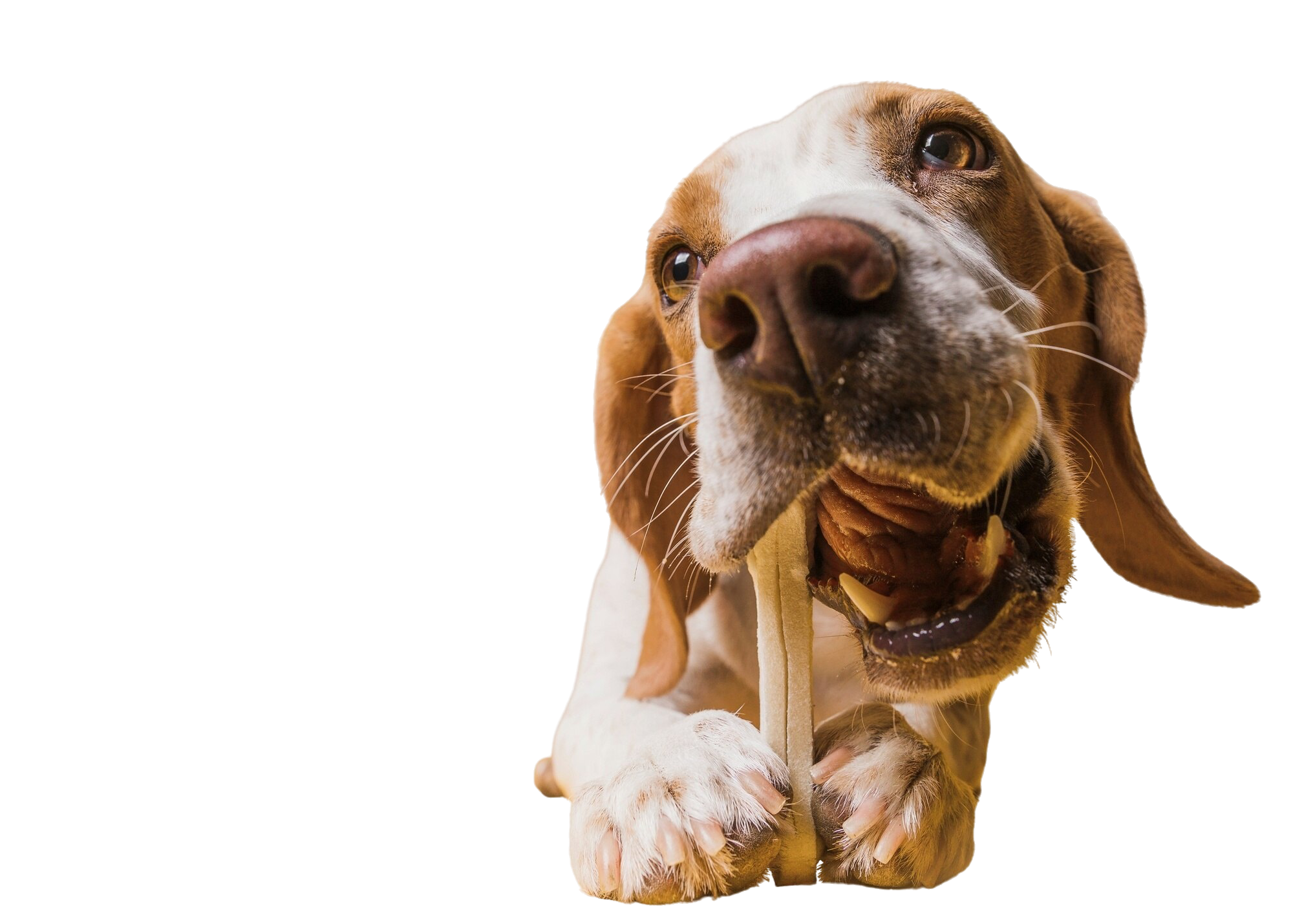 view-adorable-brown-white-pet-dog