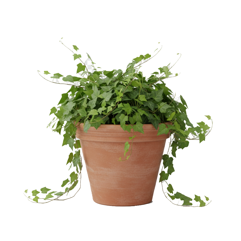 enredadera